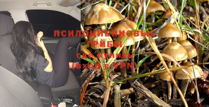 закладки  Вельск  МЕГА ссылки  Псилоцибиновые грибы Cubensis 